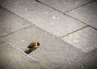 Street sparrow in winter