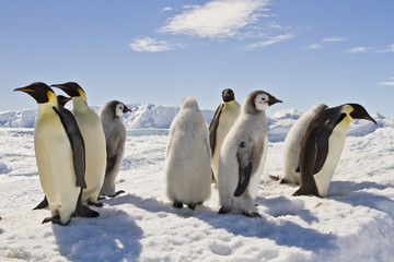 Fototapeta na wymiar Almost adult Chicks the Emperor penguin(aptenodytes forsteri) colony on the ice of Davis sea
