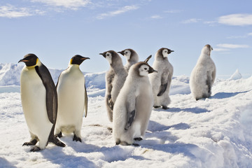 Almost adult Chicks the Emperor penguin(aptenodytes forsteri) colony on the ice of Davis sea