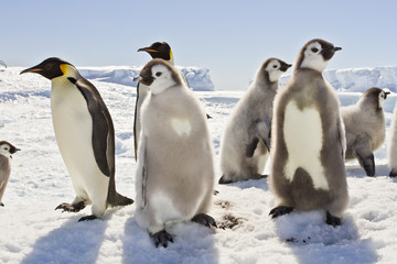 Almost adult Chicks the Emperor penguin(aptenodytes forsteri) colony on the ice of Davis sea