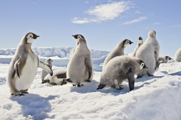 Almost adult Chicks the Emperor penguin(aptenodytes forsteri) colony on the ice of Davis sea