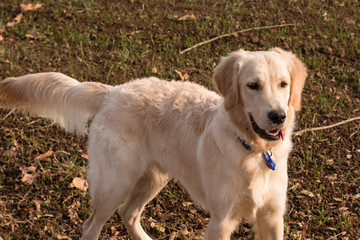 Golden Retriever