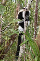 Schwarzweißer Vari (Varecia variegata) im Bambus-Regenwald in Madagaskar