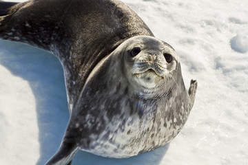 Weddell seal(leptonychotes weddellii)with the baby resting on the ice of Davis sea