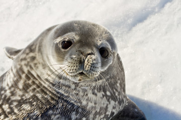 Weddell seal(leptonychotes weddellii)with the baby resting on the ice of Davis sea