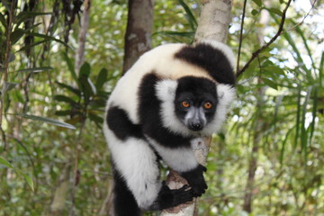 Schwarzweißer Vari (Varecia variegata) im Bambus-Regenwald in Madagaskar