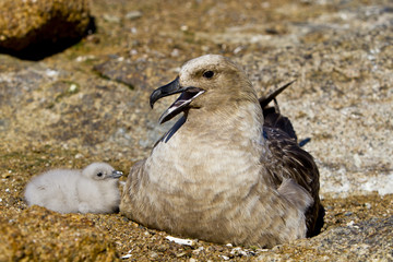 South polar Skua(catharacta maccormicki) nest with a chick on the cliffs of the island of Haswell,East Antarctica
