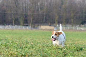 Młody, zabawny pies Jack Russell terrier biega po łące jesienią.