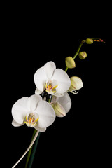 Fototapeta na wymiar Ornamental flower orchid on a black background.