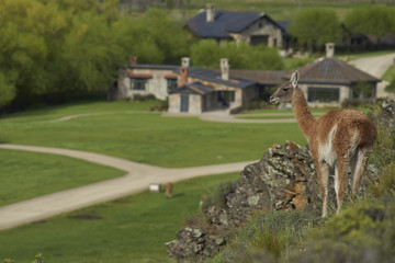 Guanaco (Lama guanicoe) on a hillside overlooking a stone building in Valle Chacabuco, northern...