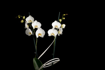 Ornamental flower orchid on a black background.