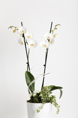 Naklejka na ściany i meble white orchid in a flowerpot on a white background