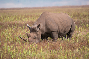 Black Rhino in Ngorongoro Conservation Area 