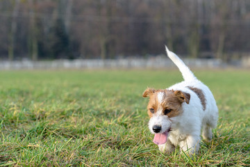 Młody, zabawny pies Jack Russell terrier biega po łące jesienią.