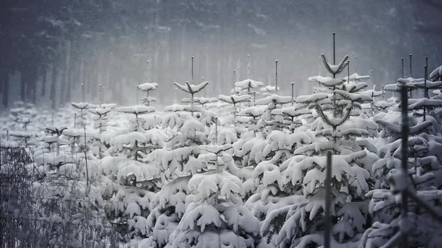 Tannenb&auml;ume im wunderschoenen Winterwald Vintage Style - Zoom in