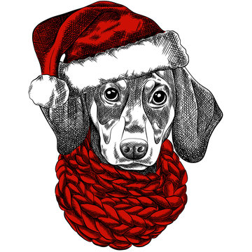 Vector illustration of a Dachshund dog for a Christmas card. Dachshund with a red knitted warm scarf and a santa hat. Merry Christmas in the year of the dog. New Year's Eve 2018