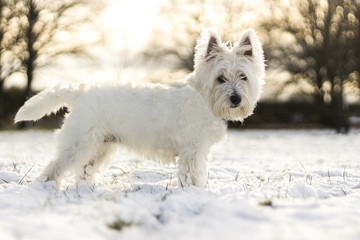 White West Highland Terrier dog in the snow