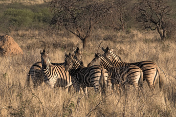 Obraz premium Small herd of zebras at the erongo mountains in Namibia