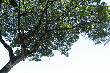 Tree branches, leaves / isolated white