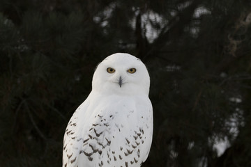 Fototapeta premium snowy owl,Bubo scandiacus, close up portrait with eye and feather detail plus blurred snow background. winter scotland