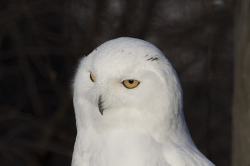 Obraz premium snowy owl,Bubo scandiacus, close up portrait with eye and feather detail plus blurred snow background. winter scotland