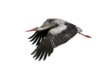 Isolated White stork in flight