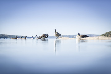 Gansos en el lago © Conmisojos
