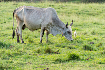 Brahman cow in Martinique, Caribean