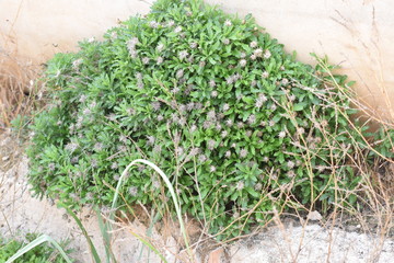 exotic plant Cyprus