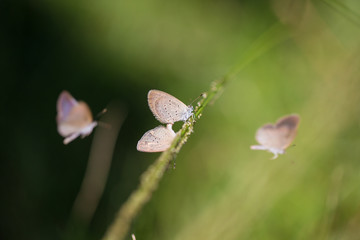 brown butterfly in nature are hybridize, closeup photo