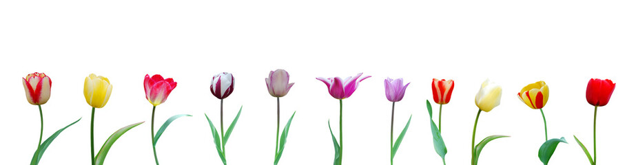 colorful tulips on white