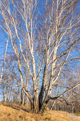 Огромная береза в лесу.