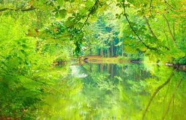 Holzsteg führt über das Flüsschen Böhme, Frühling/ Frühsommer, Wald, Niedersachsen,...