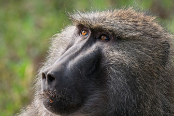 Baboons in Lake Nakuru National Park