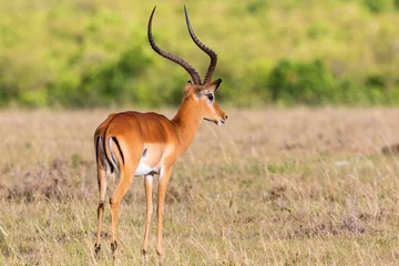  Male Impala antelope with big horns © Lars Johansson