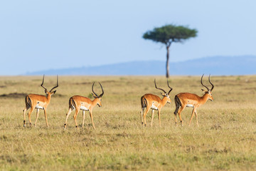 Fototapeta premium Impala antelope walk in savannah