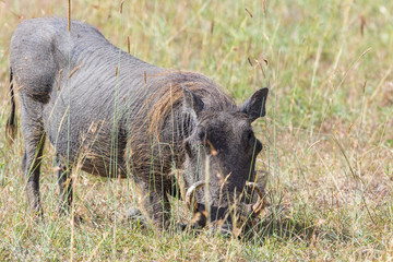 Warthog standing on his knees in the grass and grazing