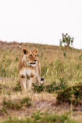 Lioness standing and scouts in the savanna