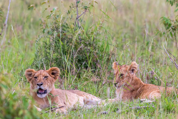 Fototapeta na wymiar Lion Cubs lying and resting in the the grass on savannah