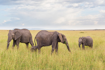 Naklejka na ściany i meble Elephant family with a little calf on the savanna