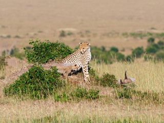 Cheetah with cubs on the African savannah