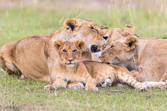 Lion Cub with adult animals, which is located on the savanna
