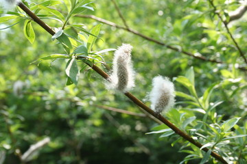 The branch of a willow with downy catkins
