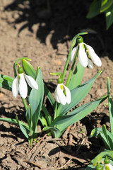 White snowdrop flowers (Galanthus nivalis)