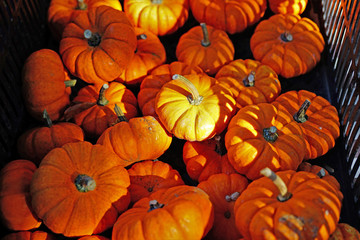 Orange pumpkins in bulk at the farmers market in the fall