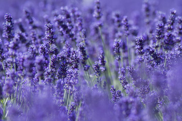 Blooming lavender