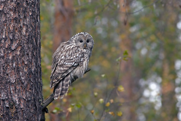 an adult owl sitting on the tree