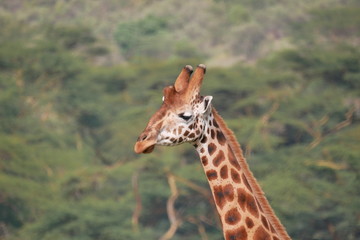 Giraffe in Lake Nakuru National Park