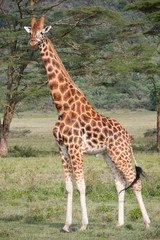 Naklejka na ściany i meble Giraffe in Lake Nakuru National Park