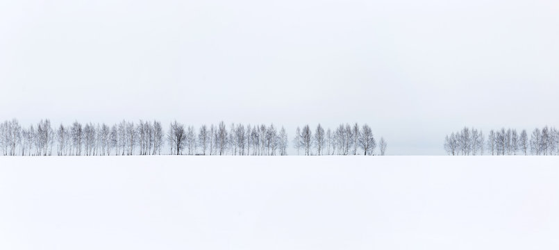 Winter minimalistic landscape. A row of bare trees against a white snow and white sky background.